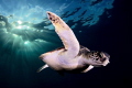   afternoon colony green turtles chelonya mydas has settled small corner Tenerife. Tenerife  